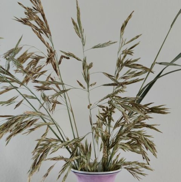 Meet your Posher, Barbara - Picture 1 of 1